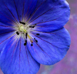 wild_geranium_display.jpg